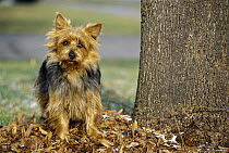 Australian Terrier (Canis familiaris) portrait standing near tree trunk