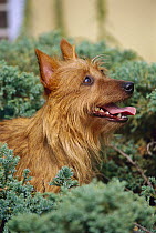 Australian Terrier (Canis familiaris) portrait side view