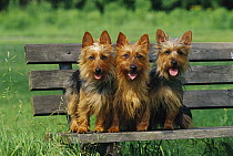 Australian Terrier (Canis familiaris) trio sitting on bench