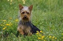 Australian Terrier (Canis familiaris) puppy