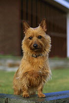Australian Terrier (Canis familiaris) portrait