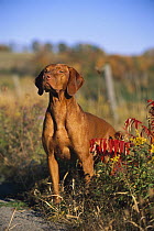 Vizsla (Canis familiaris) portrait in field