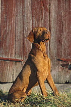 Vizsla (Canis familiaris) portrait in front of barn