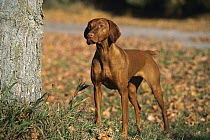 Vizsla (Canis familiaris) portrait standing