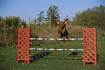 Vizsla (Canis familiaris) jumping over fence