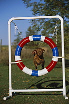 Vizsla (Canis familiaris) jumping through a hoop