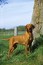 Vizsla (Canis familiaris) portrait
