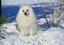 American Eskimo Dog (Canis familiaris) miniature
