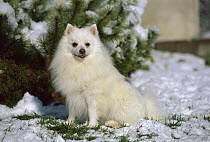 American Eskimo Dog (Canis familiaris) miniature
