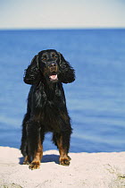 Gordon Setter (Canis familiaris) portrait on beach