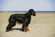 Gordon Setter (Canis familiaris) profile on beach