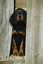 Gordon Setter (Canis familiaris) puppy