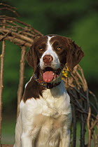 Brittany Spaniel (Canis familiaris) sitting in chair