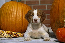 Brittany Spaniel (Canis familiaris) puppy