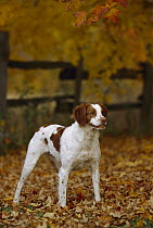 Brittany Spaniel (Canis familiaris) portrait in autumn leaves