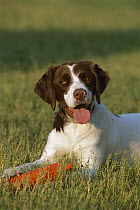 Brittany Spaniel (Canis familiaris) with training bumper