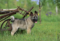 Norwegian Elkhound (Canis familiaris) puppy