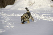 Norwegian Elkhound (Canis familiaris) puppy