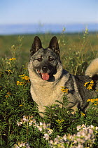 Norwegian Elkhound (Canis familiaris) in a field