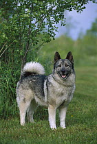 Norwegian Elkhound (Canis familiaris) portrait