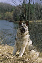 Norwegian Elkhound (Canis familiaris) sitting beside river