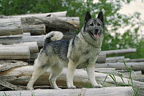 Norwegian Elkhound (Canis familiaris) standing atop pile of logs