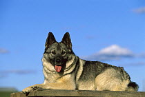 Norwegian Elkhound (Canis familiaris) resting on picnic table