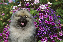 Keeshond (Canis familiaris) portrait in garden in front of petunias