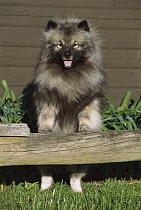 Keeshond (Canis familiaris) standing on fence