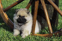 Keeshond (Canis familiaris) puppy and wagon wheel