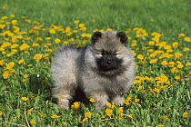 Keeshond (Canis familiaris) puppy in a field of Dandelion