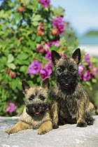 Cairn Terrier (Canis familiaris) portrait of two puppies