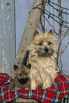 Cairn Terrier (Canis familiaris) portrait of mother and puppy