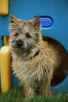 Cairn Terrier (Canis familiaris) puppy in play structure