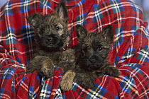 Cairn Terrier (Canis familiaris) puppy pair in blanket