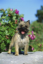 Cairn Terrier (Canis familiaris) portrait standing on rock