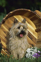 Cairn Terrier (Canis familiaris) in over-turned bucket