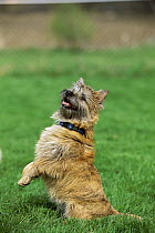 Cairn Terrier (Canis familiaris) sitting up