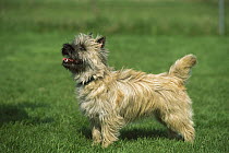 Cairn Terrier (Canis familiaris) profile on lawn