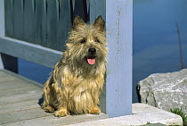 Cairn Terrier (Canis familiaris) on deck