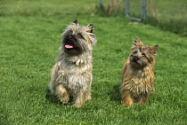 Cairn Terrier (Canis familiaris) mother and puppy