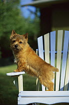 Norwich Terrier (Canis familiaris) puppy standing in a chair
