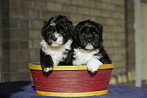 Portuguese Water Dog (Canis familiaris) two puppies in a basket