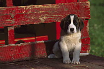 Saint Bernard (Canis familiaris) puppy sitting in bed of flatbed truck