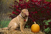 Shar Pei (Canis familiaris) sitting next to pumpkin in the fall