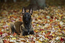 Belgian Malinois (Canis familiaris) puppy laying in leaves