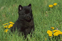 Schipperke (Canis familiaris) puppy sitting on lawn among dandelions