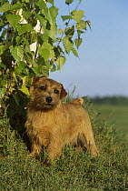 Norfolk Terrier (Canis familiaris) portrait standing next to bush