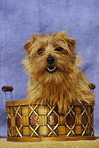 Norfolk Terrier (Canis familiaris) portrait in basket