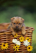 Norfolk Terrier (Canis familiaris) puppy in basket